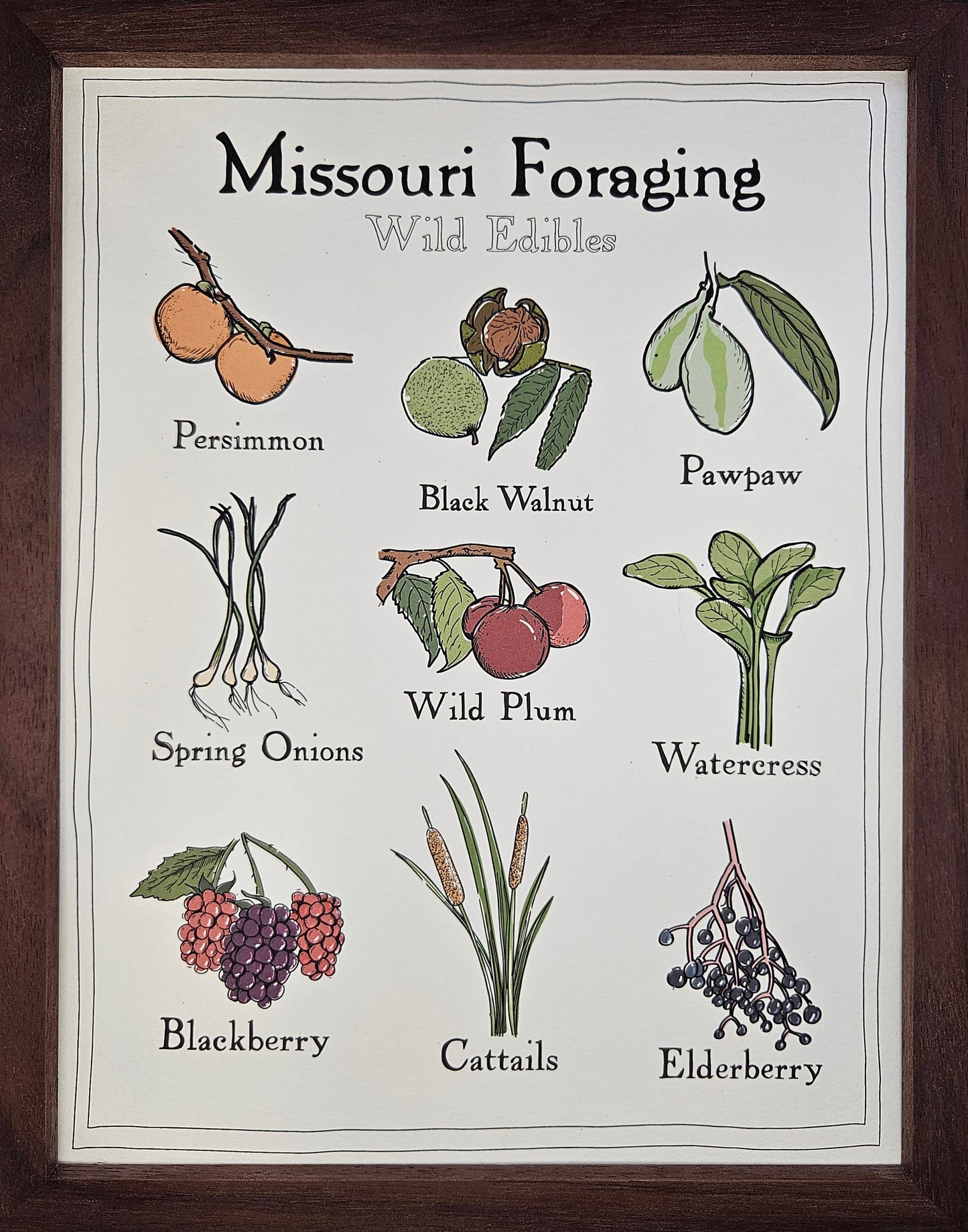 Missouri Foraging - Wild Edibles Print