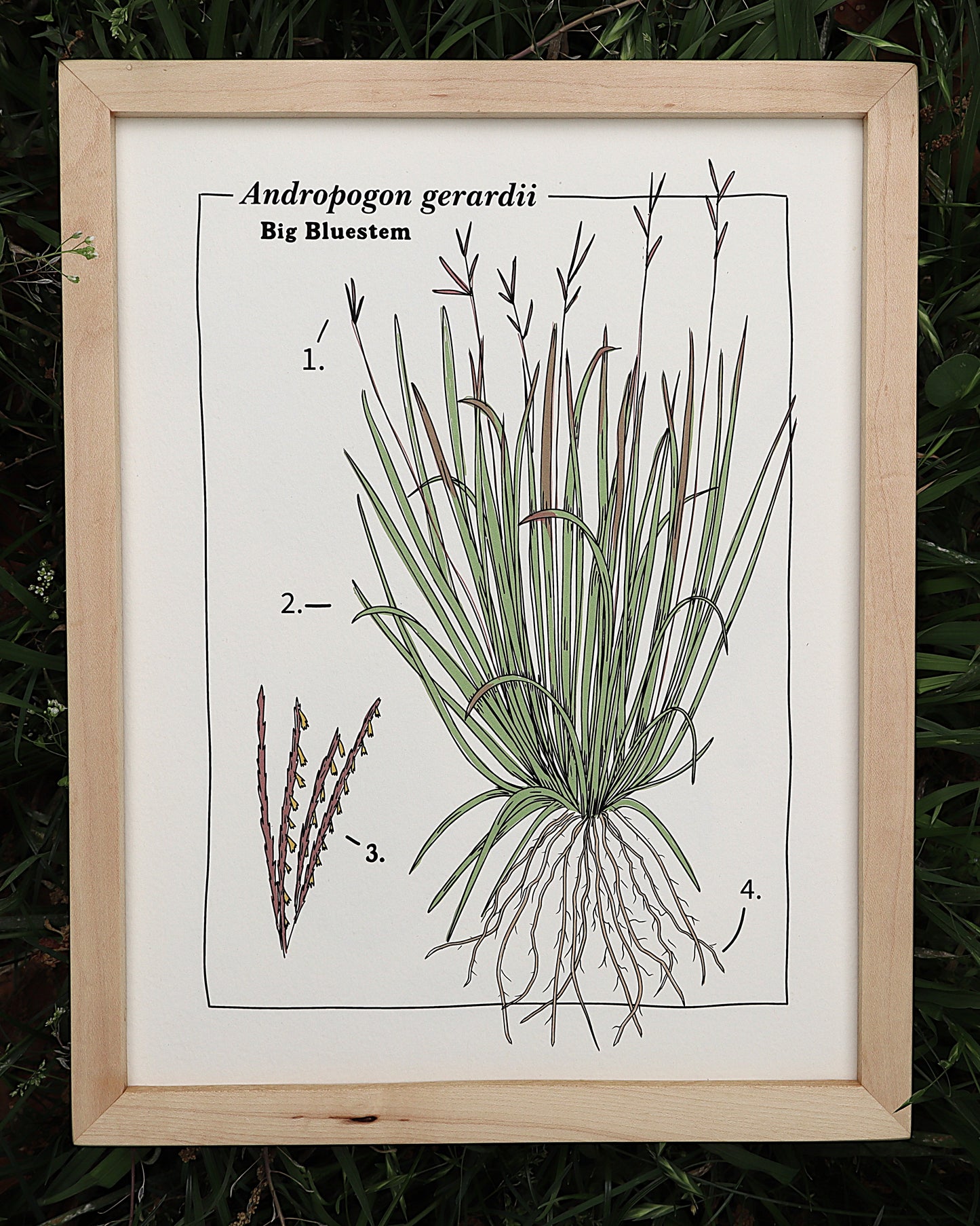 Big Bluestem Print