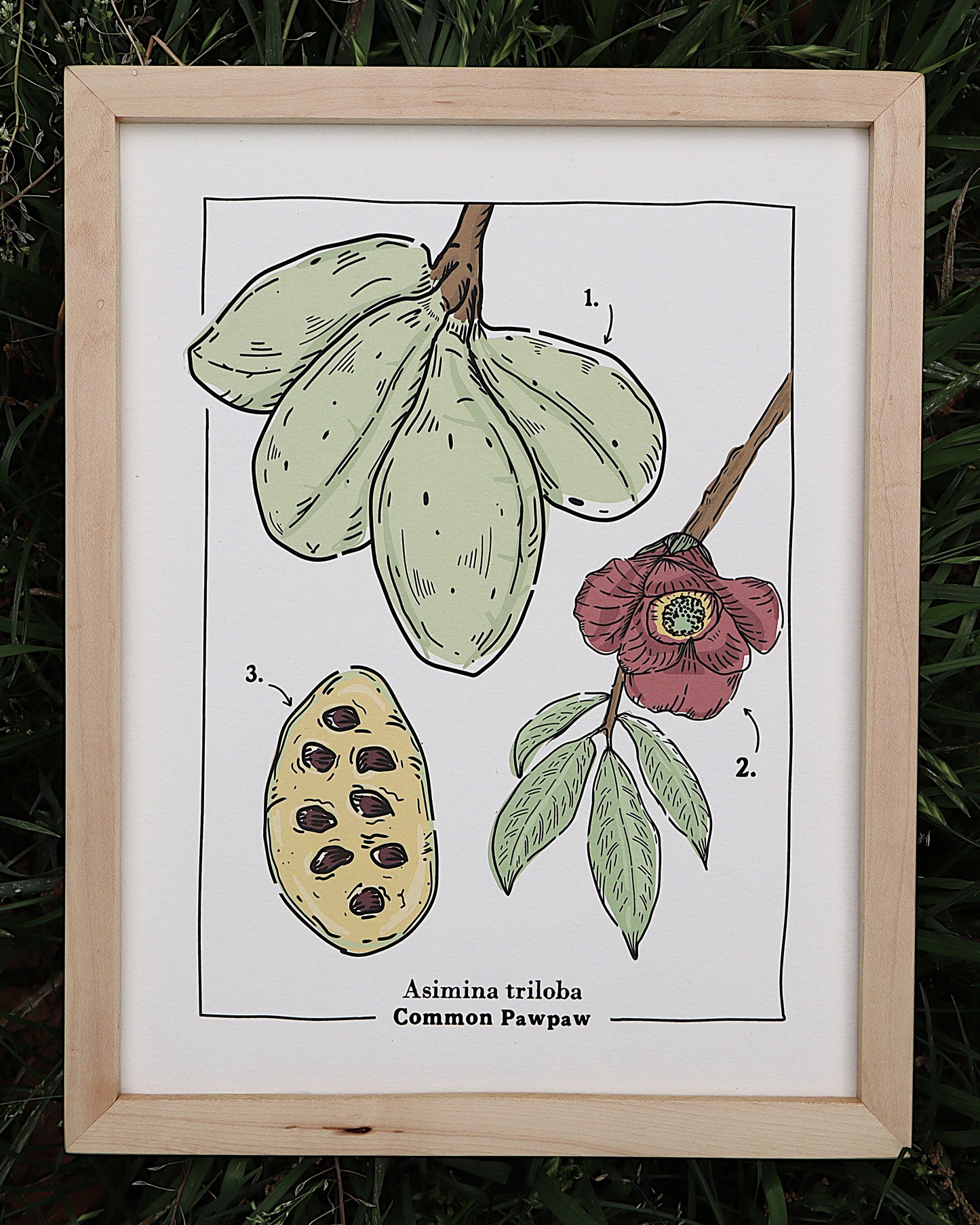 Common Pawpaw Art Print