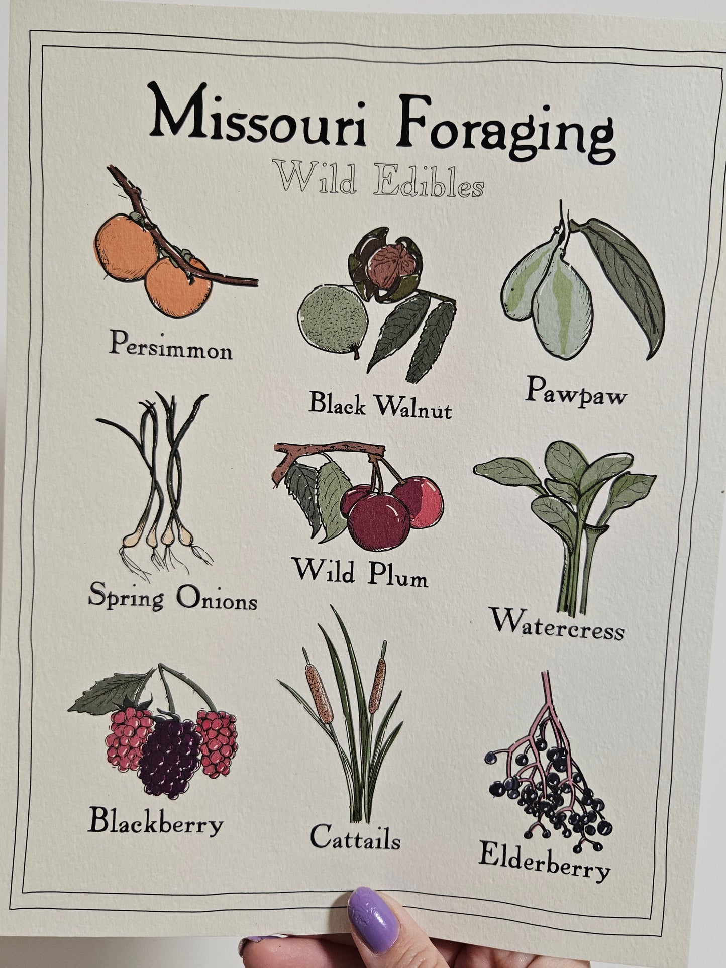Missouri Foraging - Wild Edibles Print