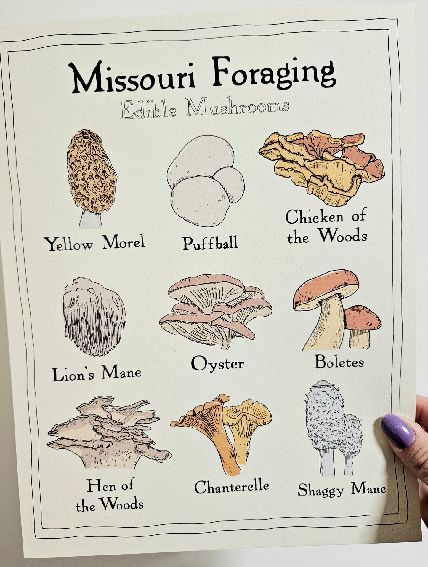 Missouri Foraging - Edible Mushrooms Print