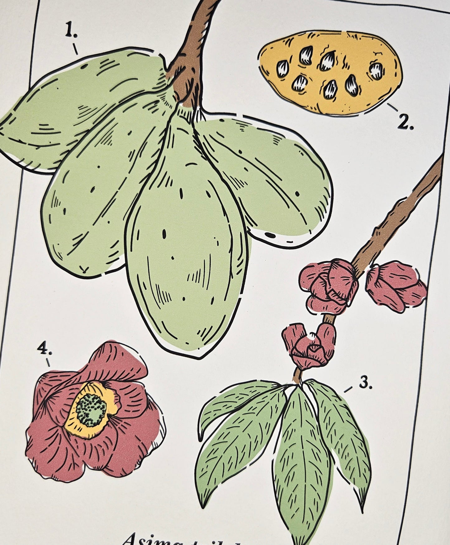 Common Pawpaw Art Print