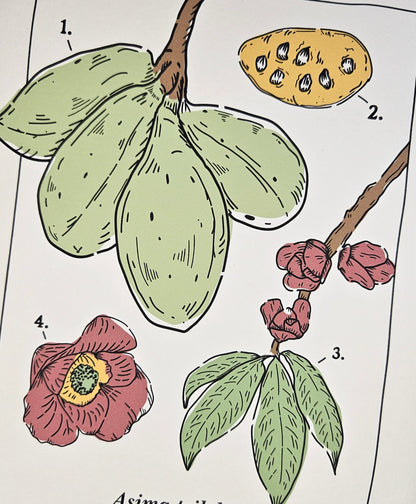 Common Pawpaw Art Print