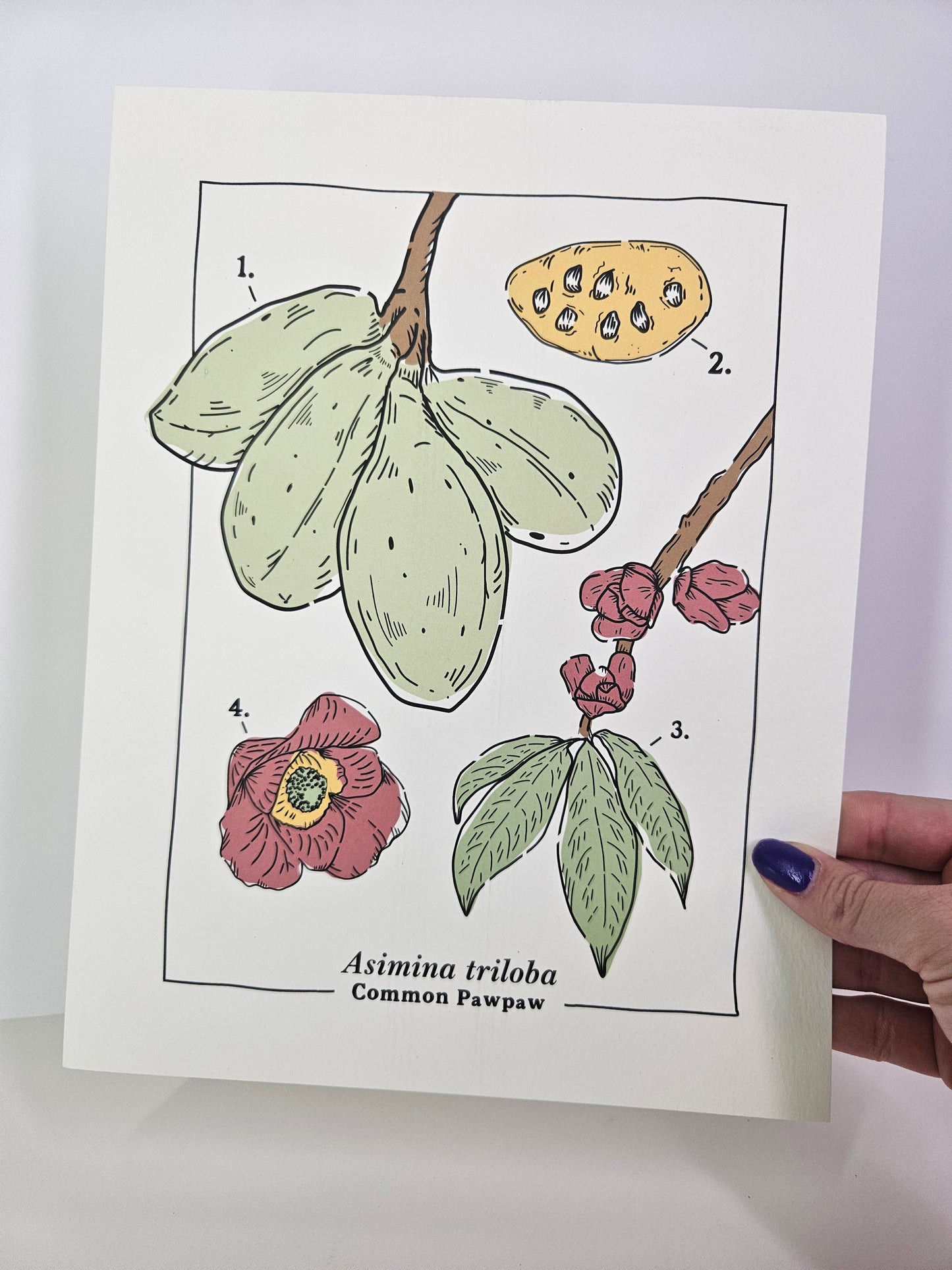 Common Pawpaw Art Print