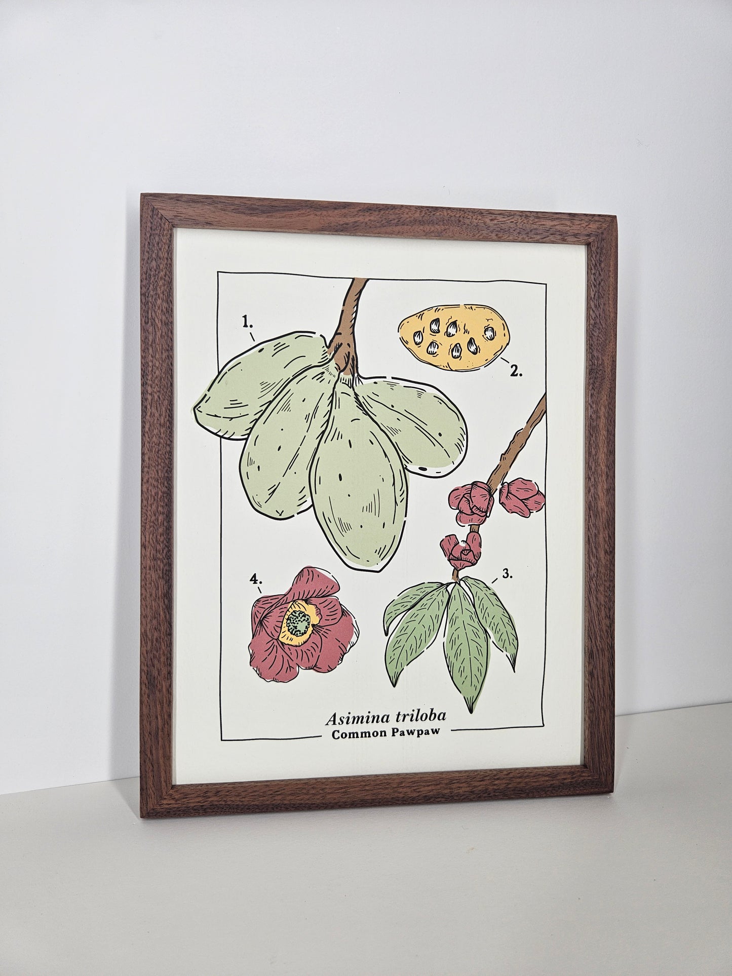 Common Pawpaw Art Print