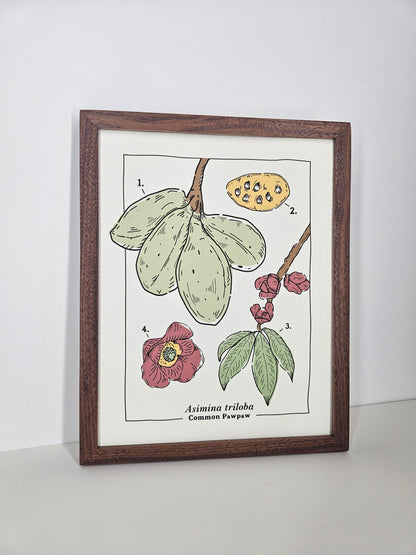 Common Pawpaw Art Print