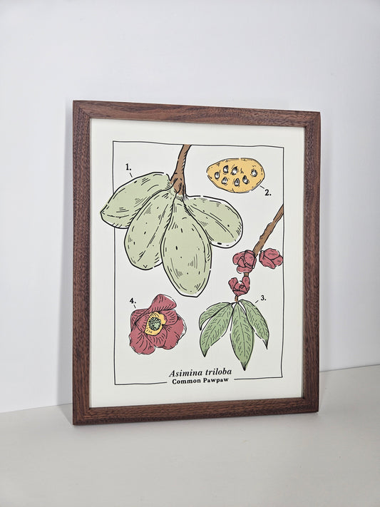 Common Pawpaw Art Print
