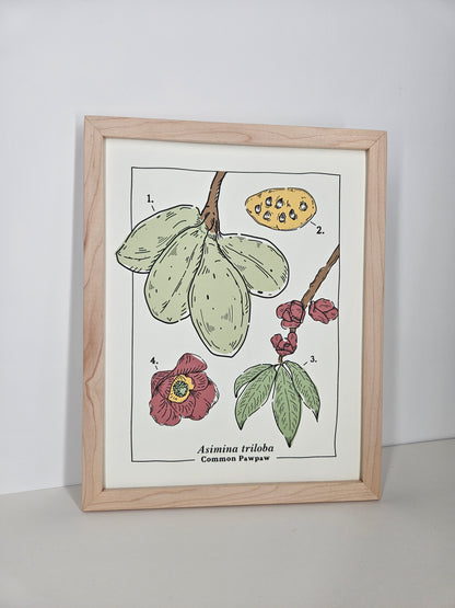 Common Pawpaw Art Print