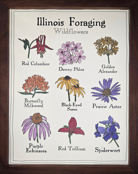 Illinois Foraging: Wildflowers