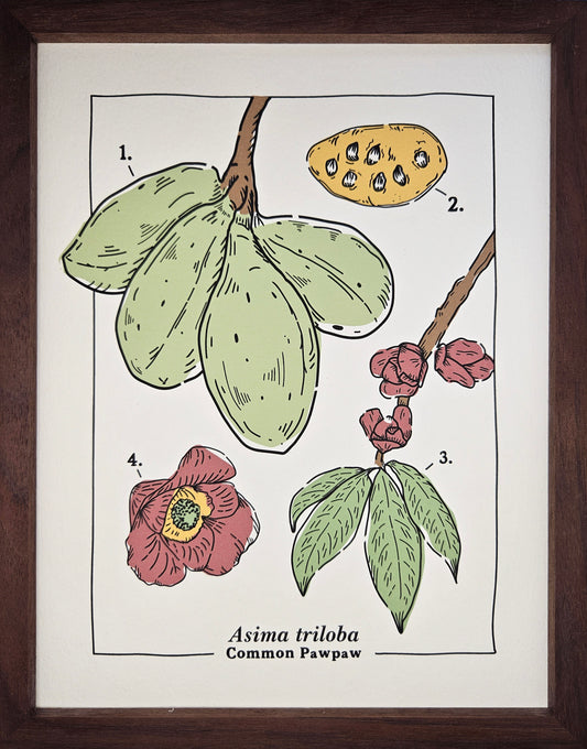 Common Pawpaw Art Print