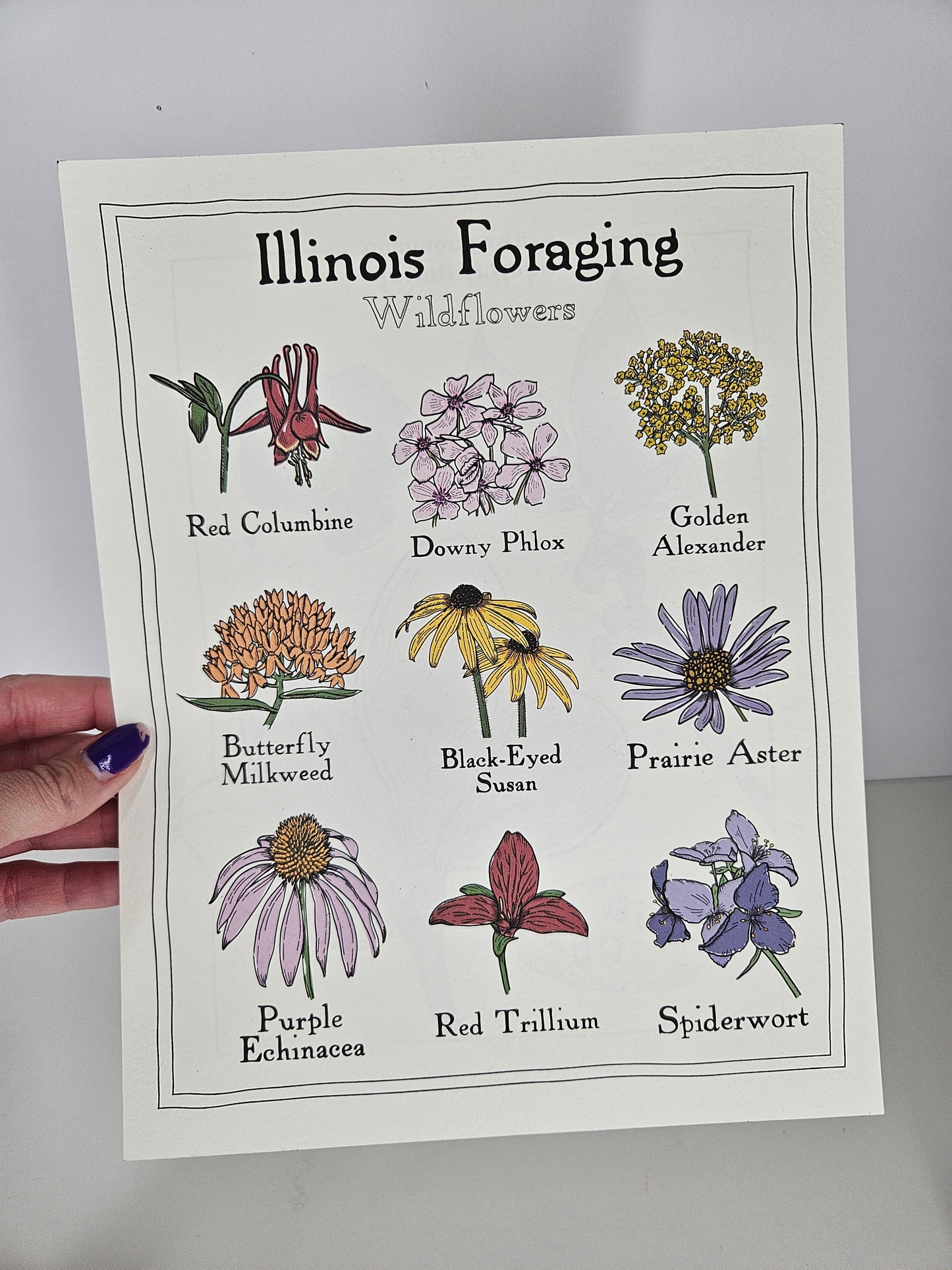 Illinois Foraging: Wildflowers Print