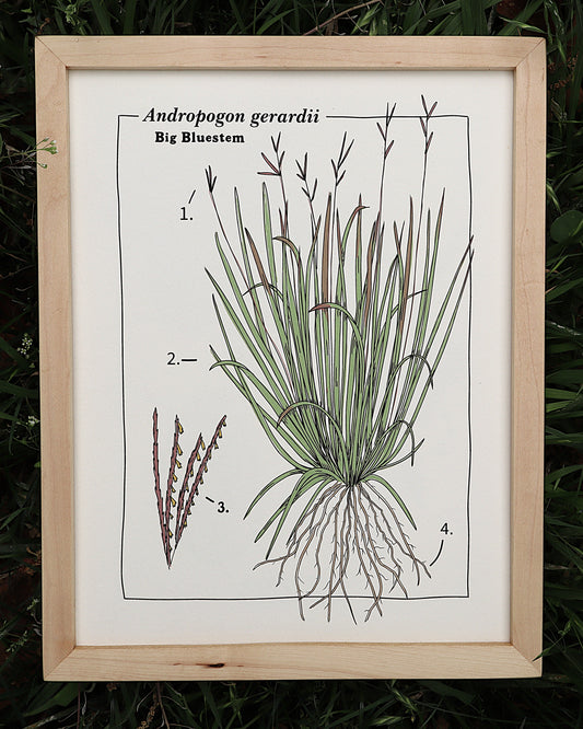 Big Bluestem Print