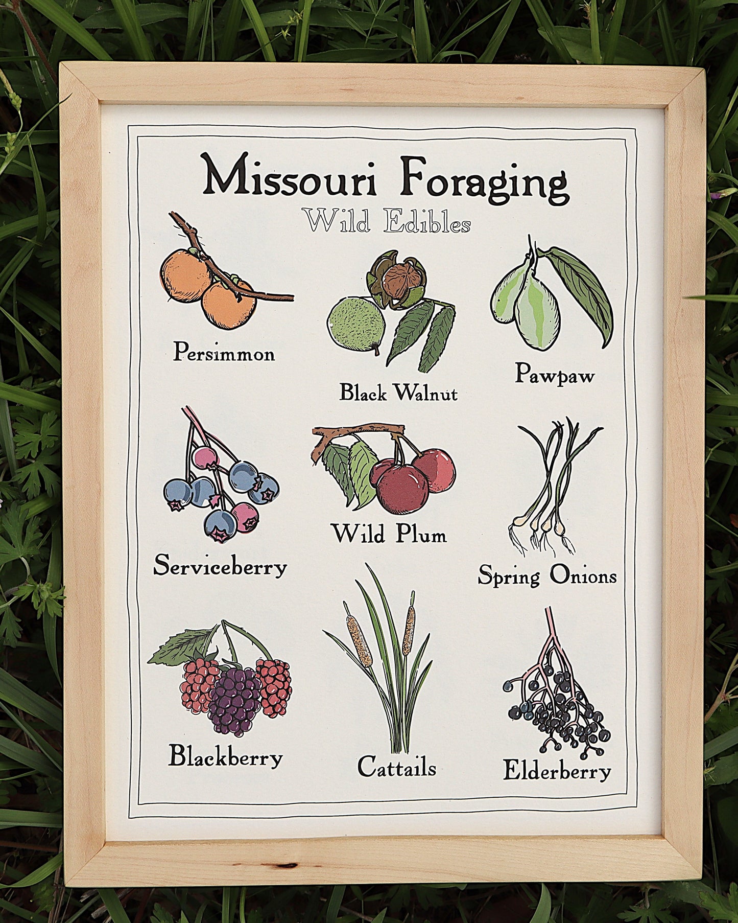 Missouri Foraging - Wild Edibles Print