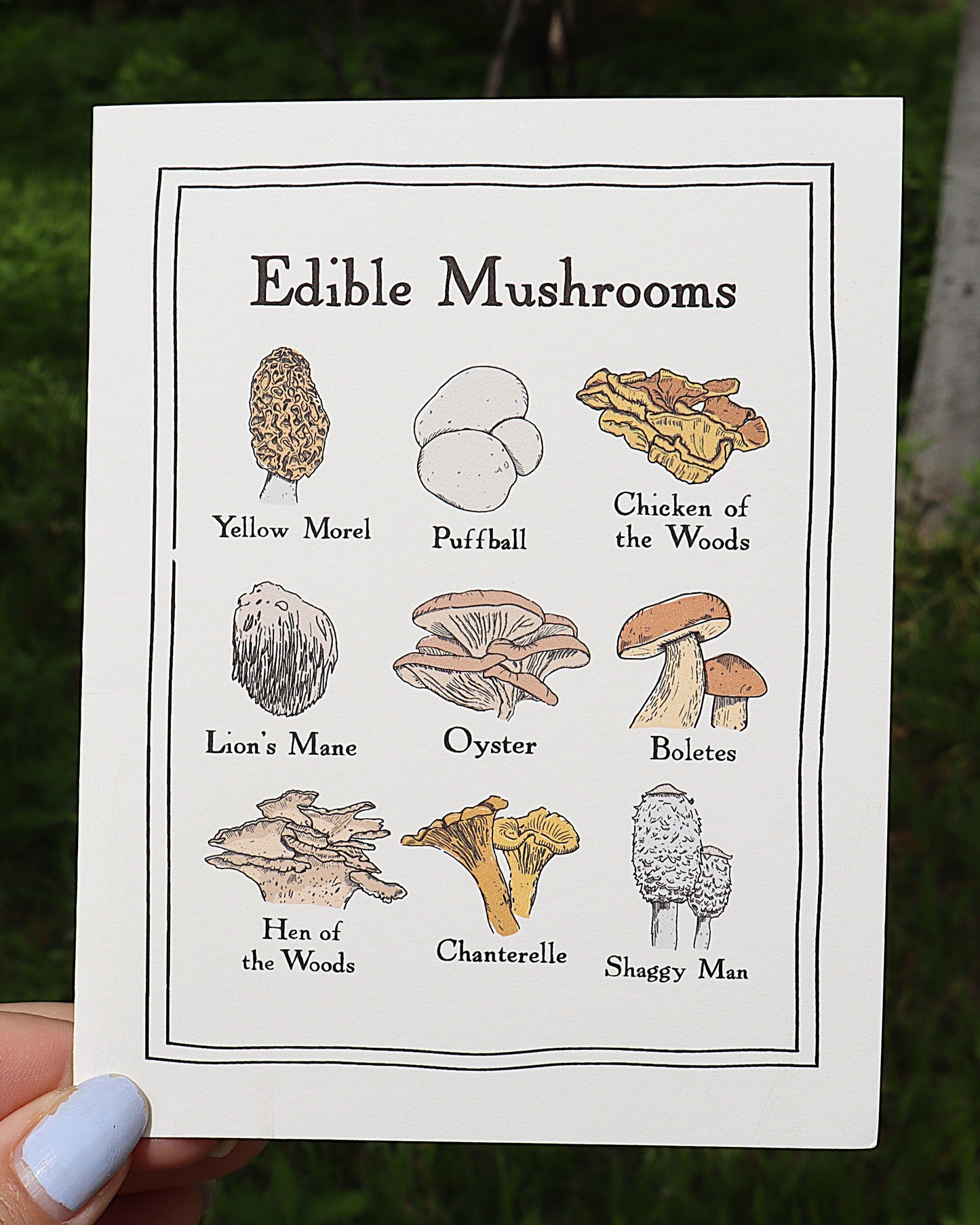 Edible Mushrooms Greeting Card