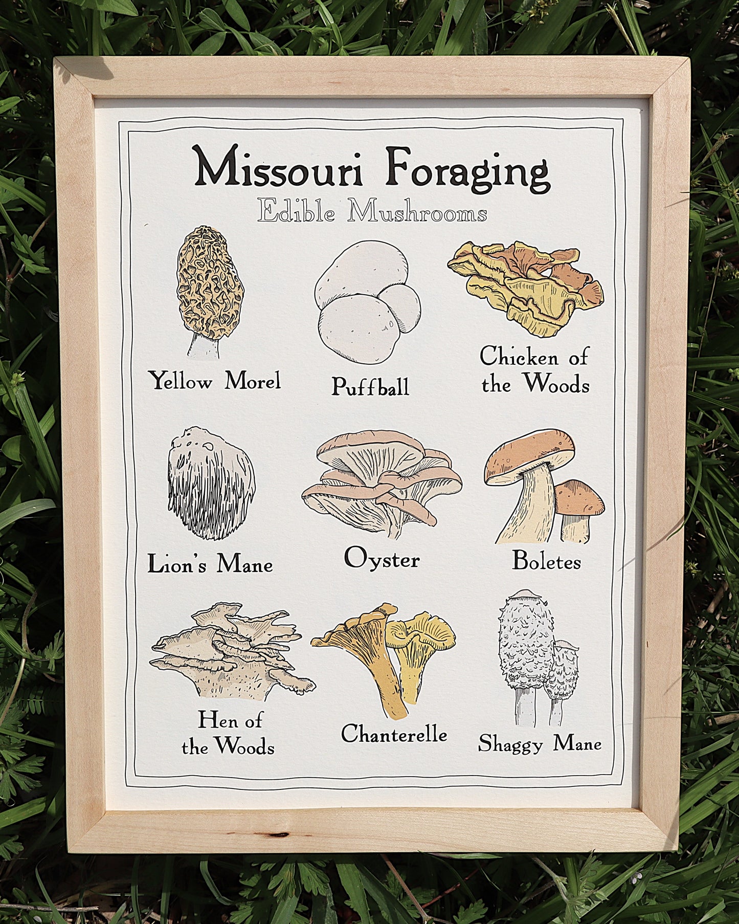 Missouri Foraging - Edible Mushrooms Print