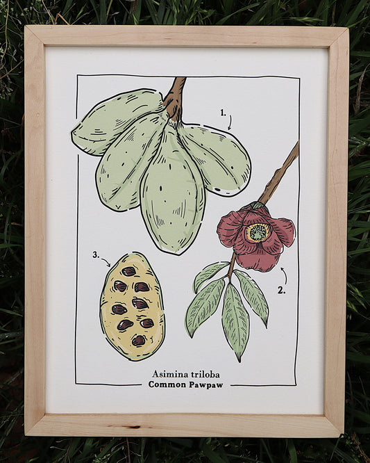 Common Pawpaw Art Print